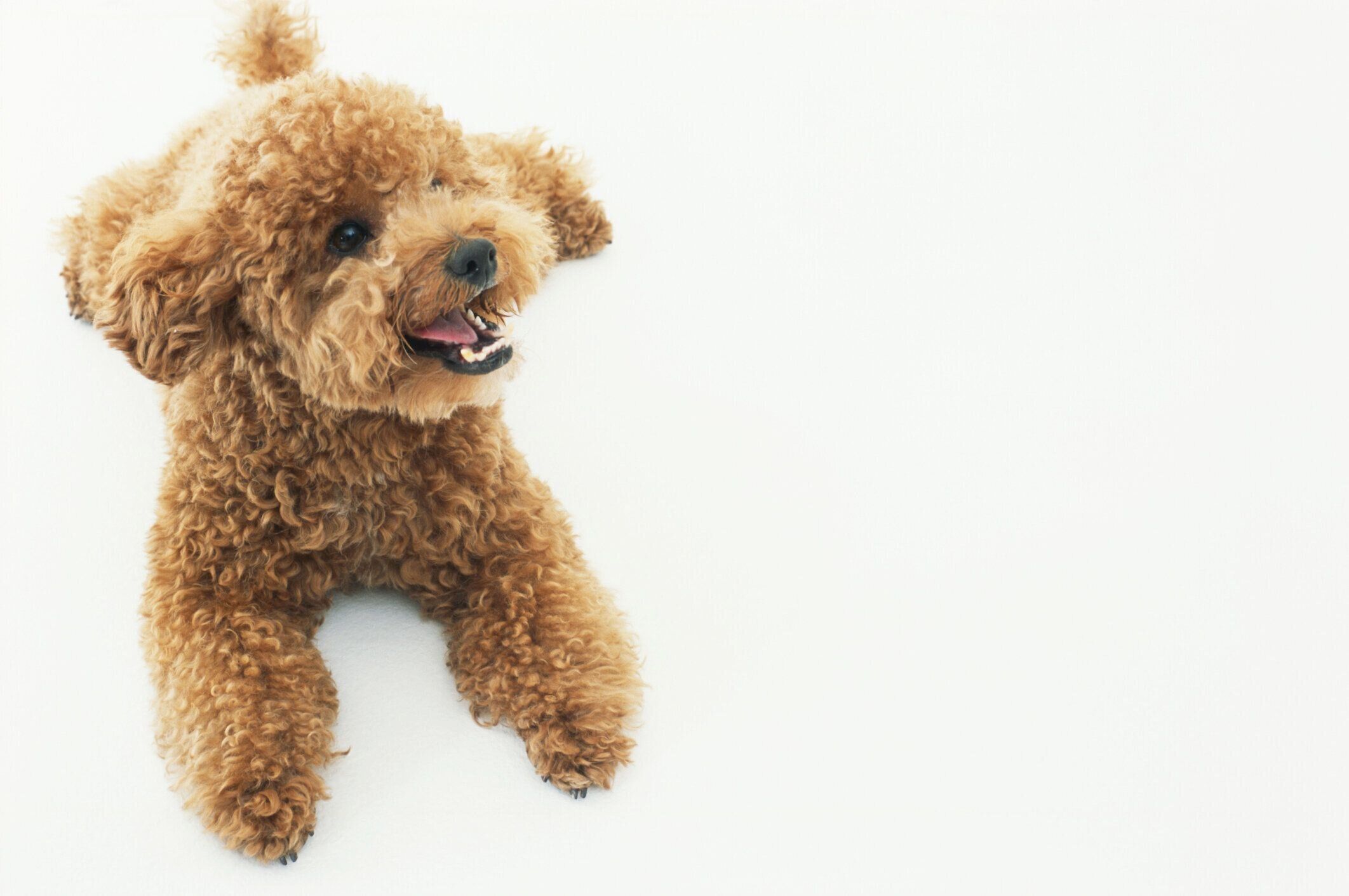 モコモコのプードル