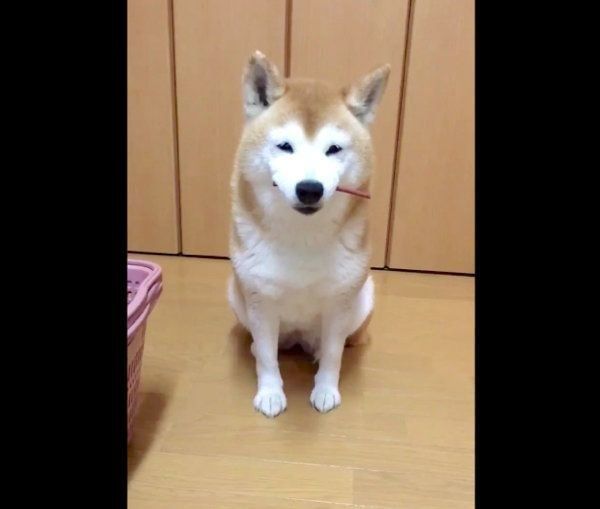 ジャーキーをくわえる柴犬・ロペさん