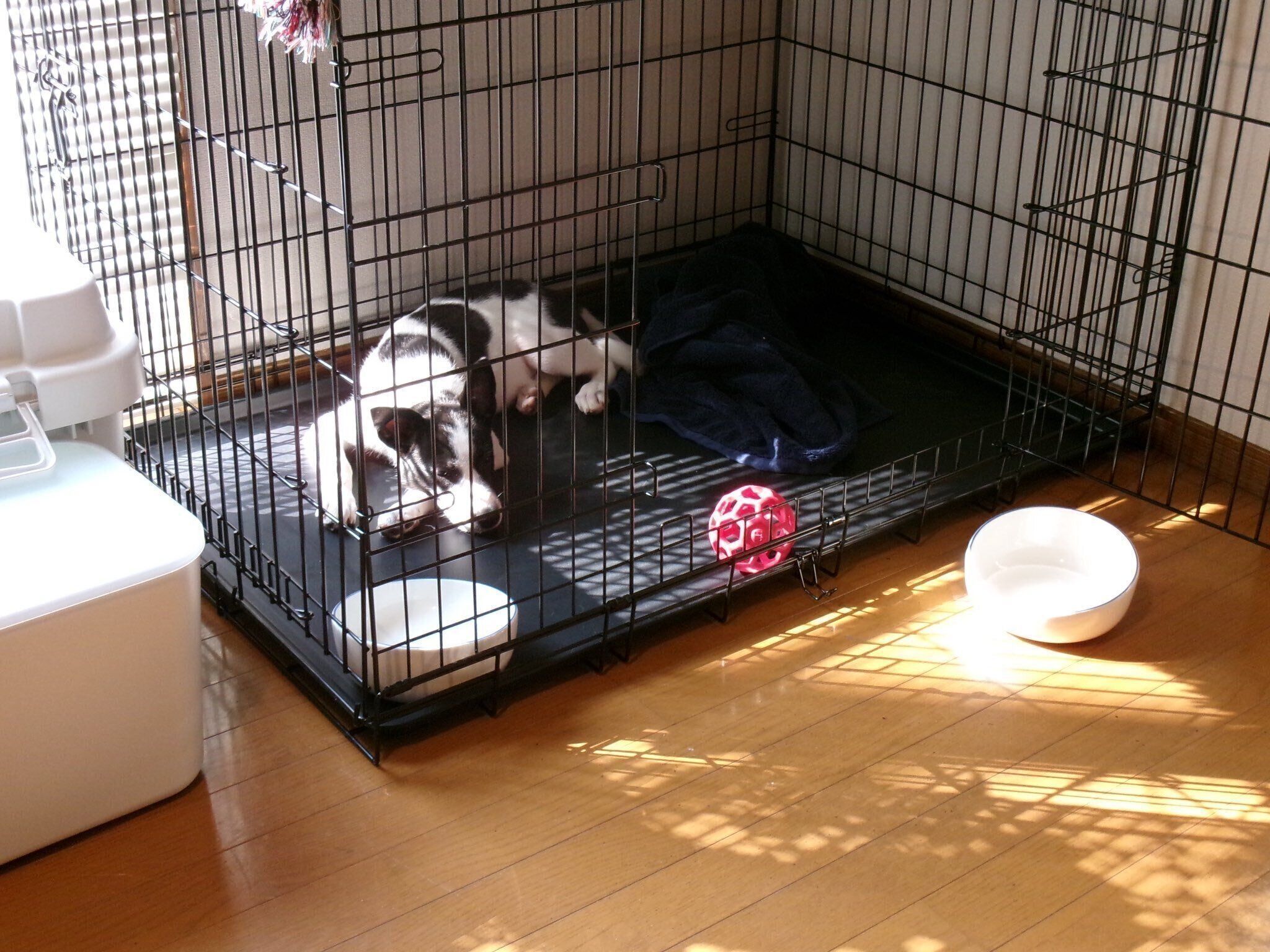 ケージの中で過ごすパユちゃん　当時飼い主さんは「しつけよりもまずは仲よくなることを優先する」と決めて接していたそう