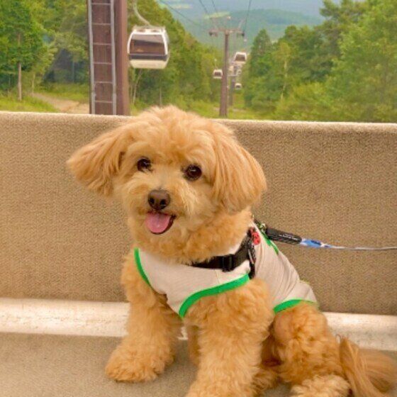 ゴンドラに乗るチョコくん