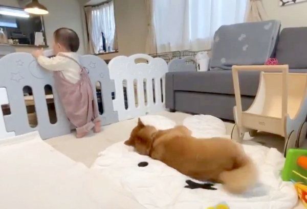 ぐっすり眠るりんご郎くん