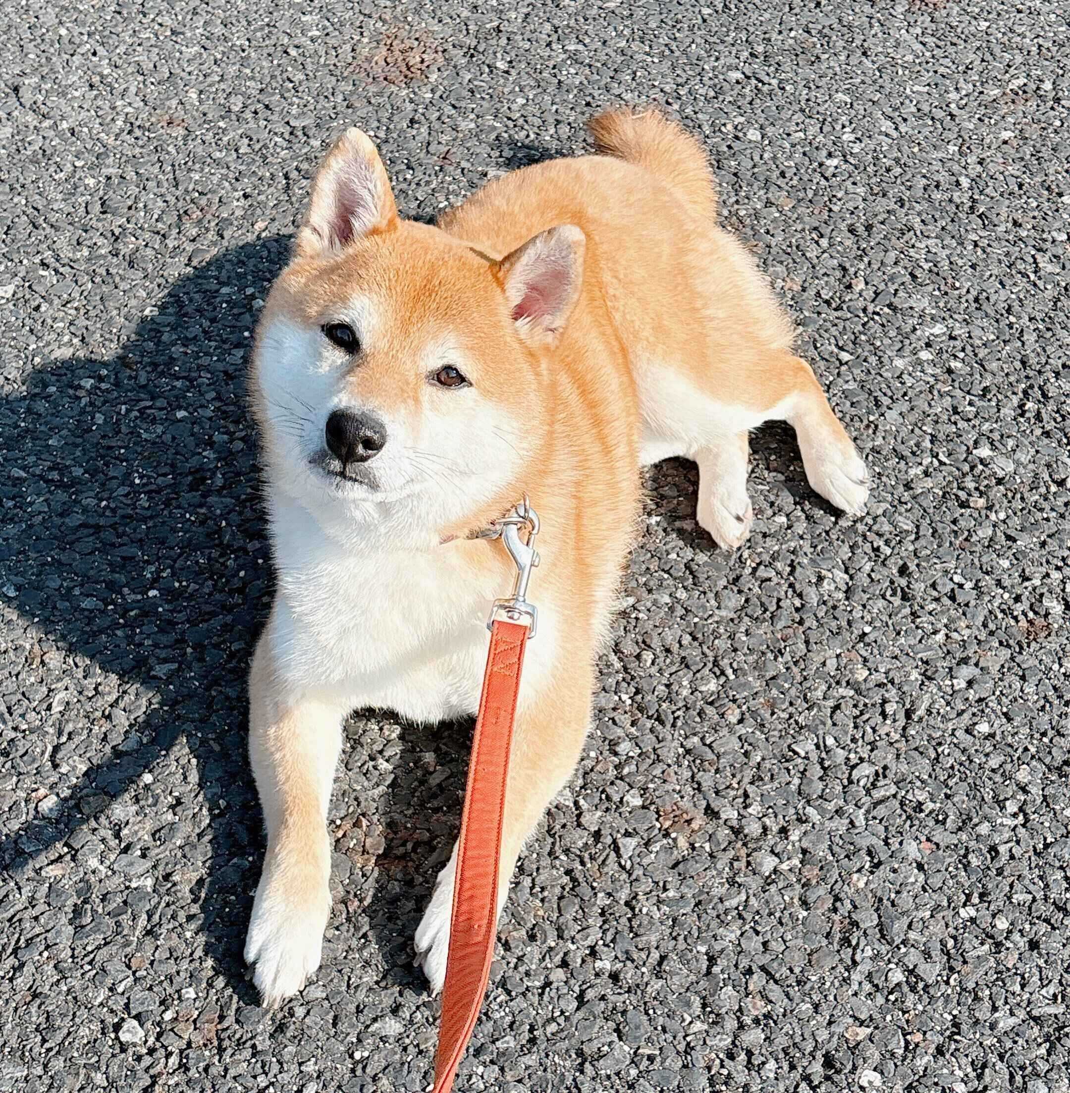 「もう歩きたくないんですけど」と言わんばかりに見つめてくるつむちゃん