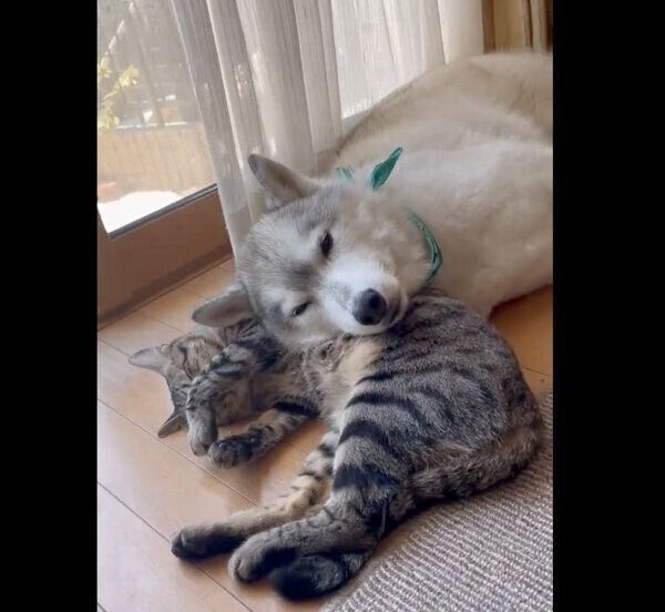 サンくんを枕にするユキちゃん