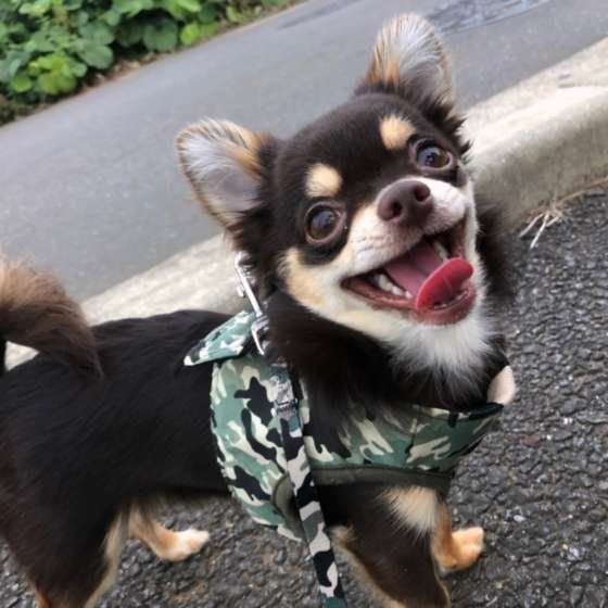 楽しそうに散歩するチワワのコテツくん