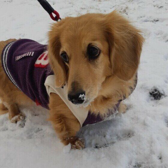 ミニチュア・ダックスフンドのチップちゃん