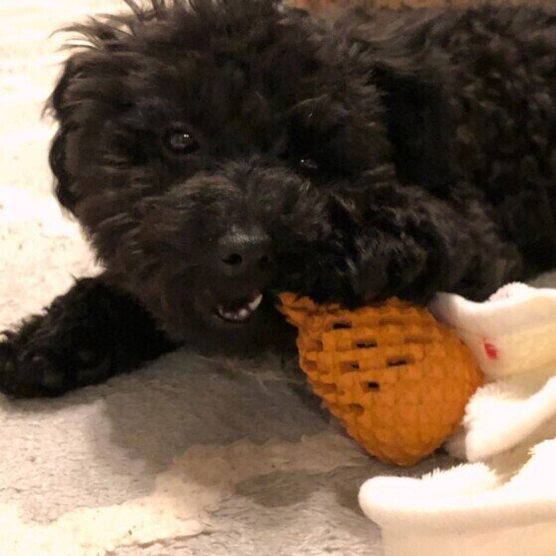 獣医師監修 犬にパイナップルを与えるときは注意が必要 与えるメリットとデメリットを解説 いぬのきもちweb Magazine 獣医師監修 犬にパイナップルを与えるときは注意が必要 与えるメリットとデメリットを解説 いぬのきもちweb Magazine