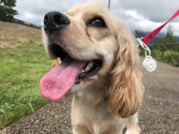 散歩中のアメリカン・コッカー・スパニエル