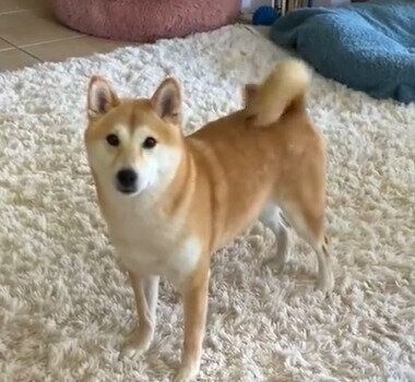 柴犬 梅ちゃん