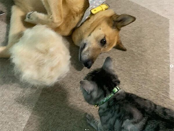 ブラッシング中のこたろうくんが気になるあんずちゃん