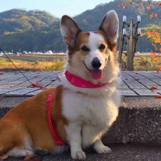 さくらちゃん ウェルシュ・コーギー・ペンブローク
