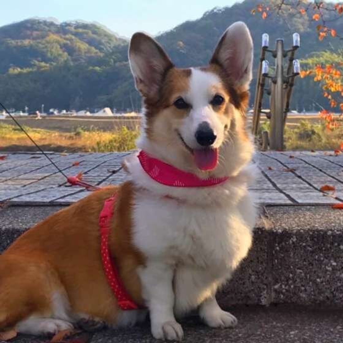 犬の健康と長寿には 腸内環境を整えることが大切 いぬのきもちweb Magazine 犬の健康と長寿には 腸内環境を整えることが大切 いぬのきもちweb Magazine