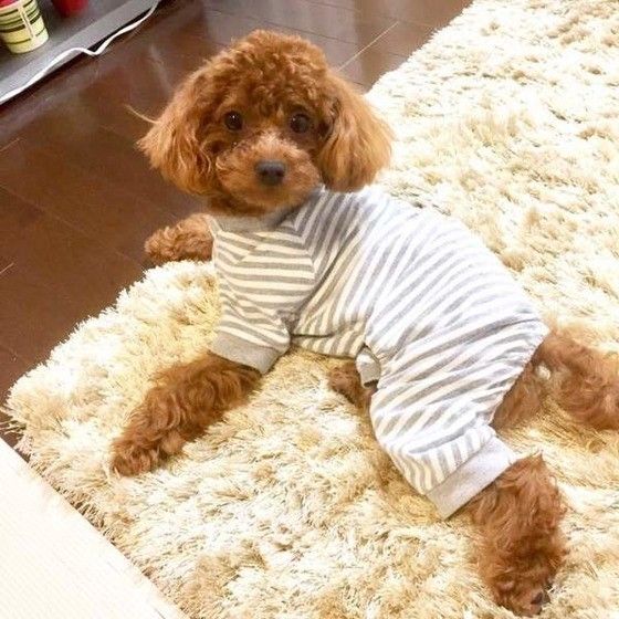 見つめるトイ・プードル