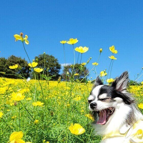 チワワのそらくん