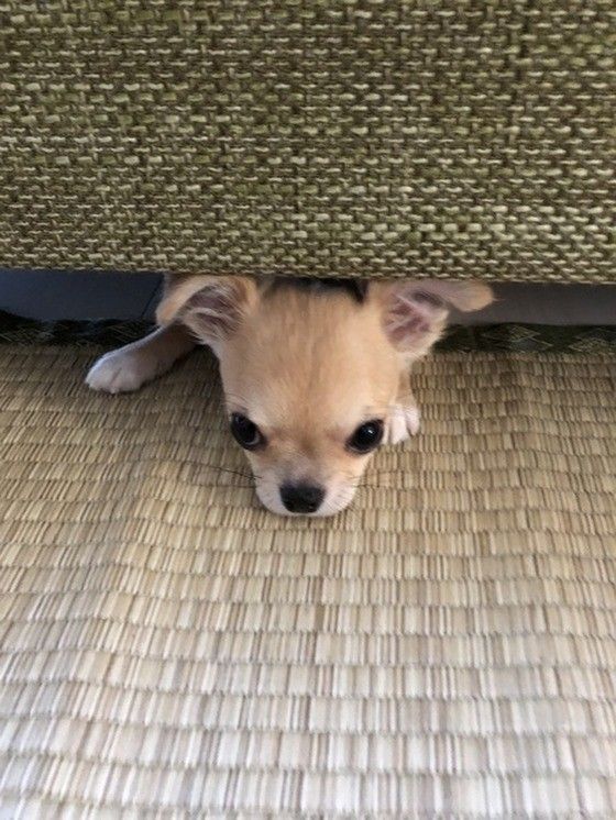 スムースコートチワワ2