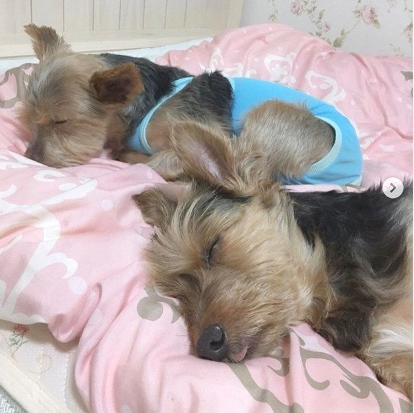 元保護犬・サブレくんと先住犬・ショコラくん