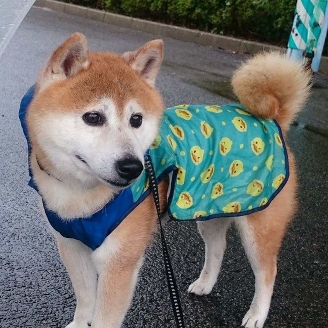 性的な理由だけじゃない 犬がマウンティングを行う5つの理由 いぬのきもちweb Magazine 性的な理由だけじゃない 犬がマウンティングを行う5つの理由 いぬのきもちweb Magazine