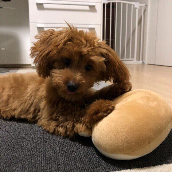 くつろぐトイ・プードル