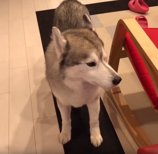 あそぶシベリアン・ハスキー