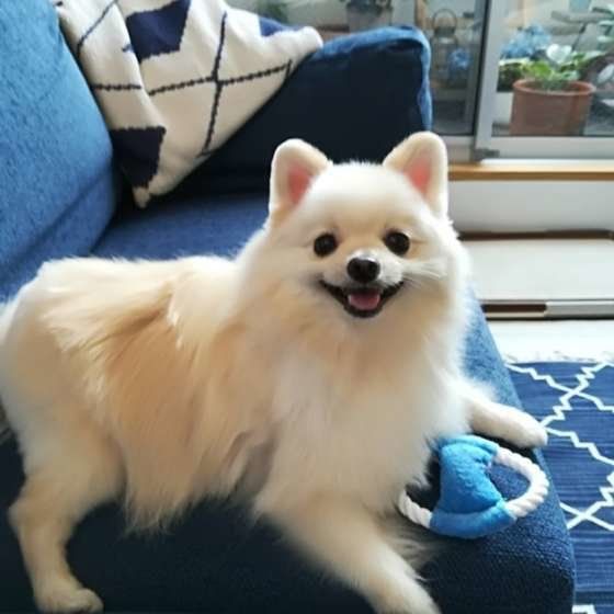 微笑むポメラニアン