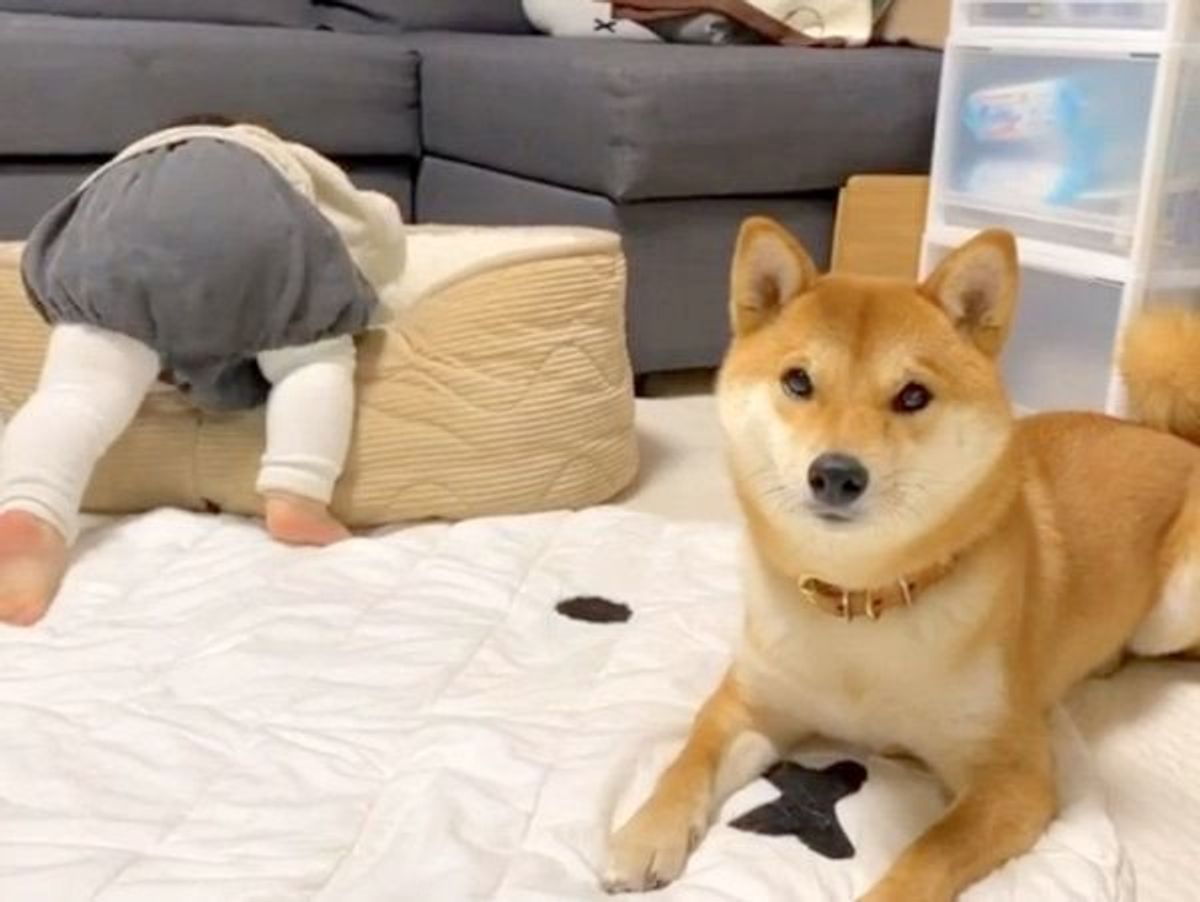 ニトリの犬ベッドにハマる妹ちゃん お気に入りを奪われた柴犬の反応 いぬのきもちweb Magazine ニトリの犬ベッドにハマる妹ちゃん お気に入りを奪われた柴犬の反応 いぬのきもちweb Magazine