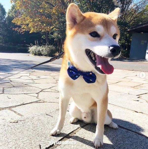 柴犬のゆうくん