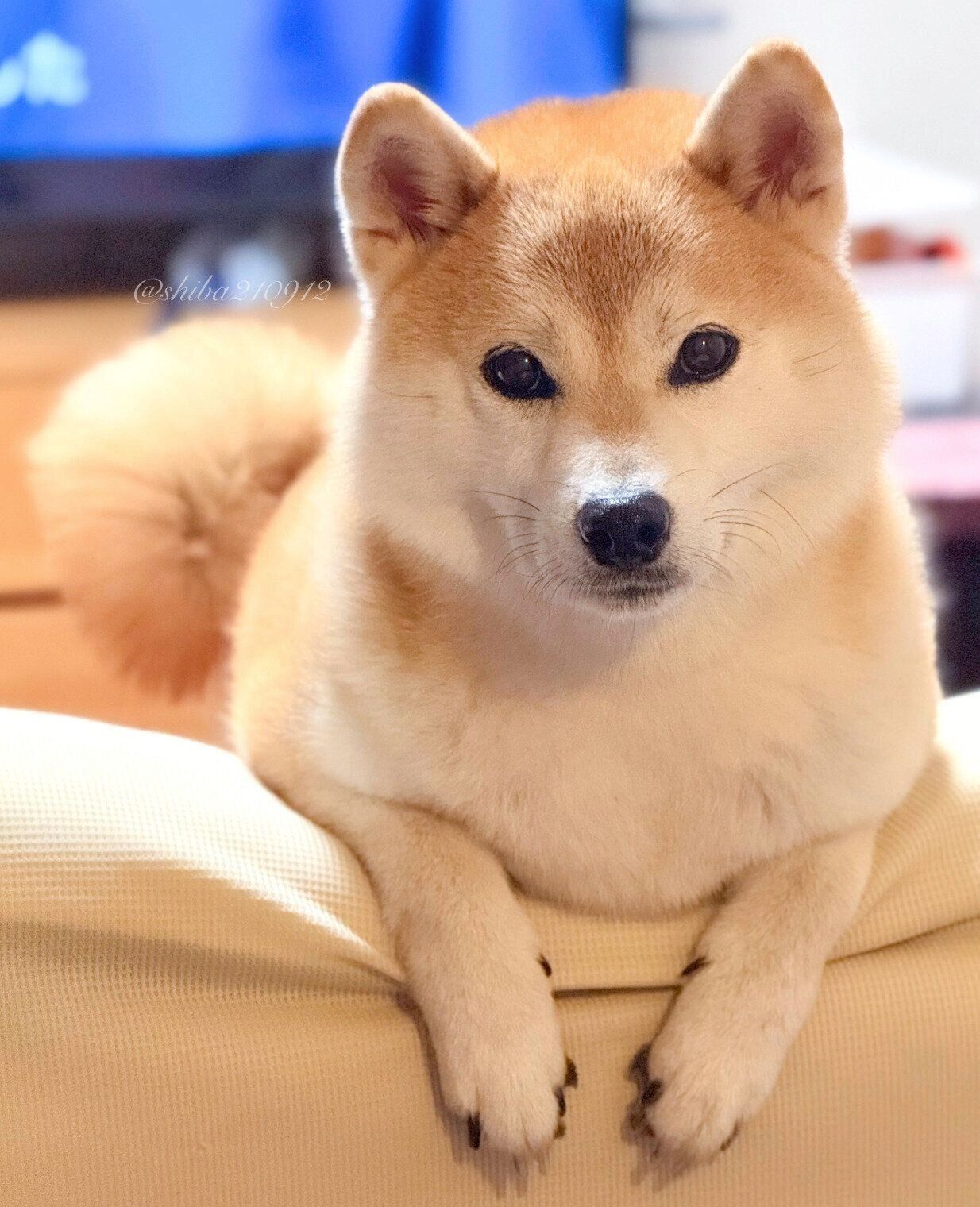 見つめるももちゃん