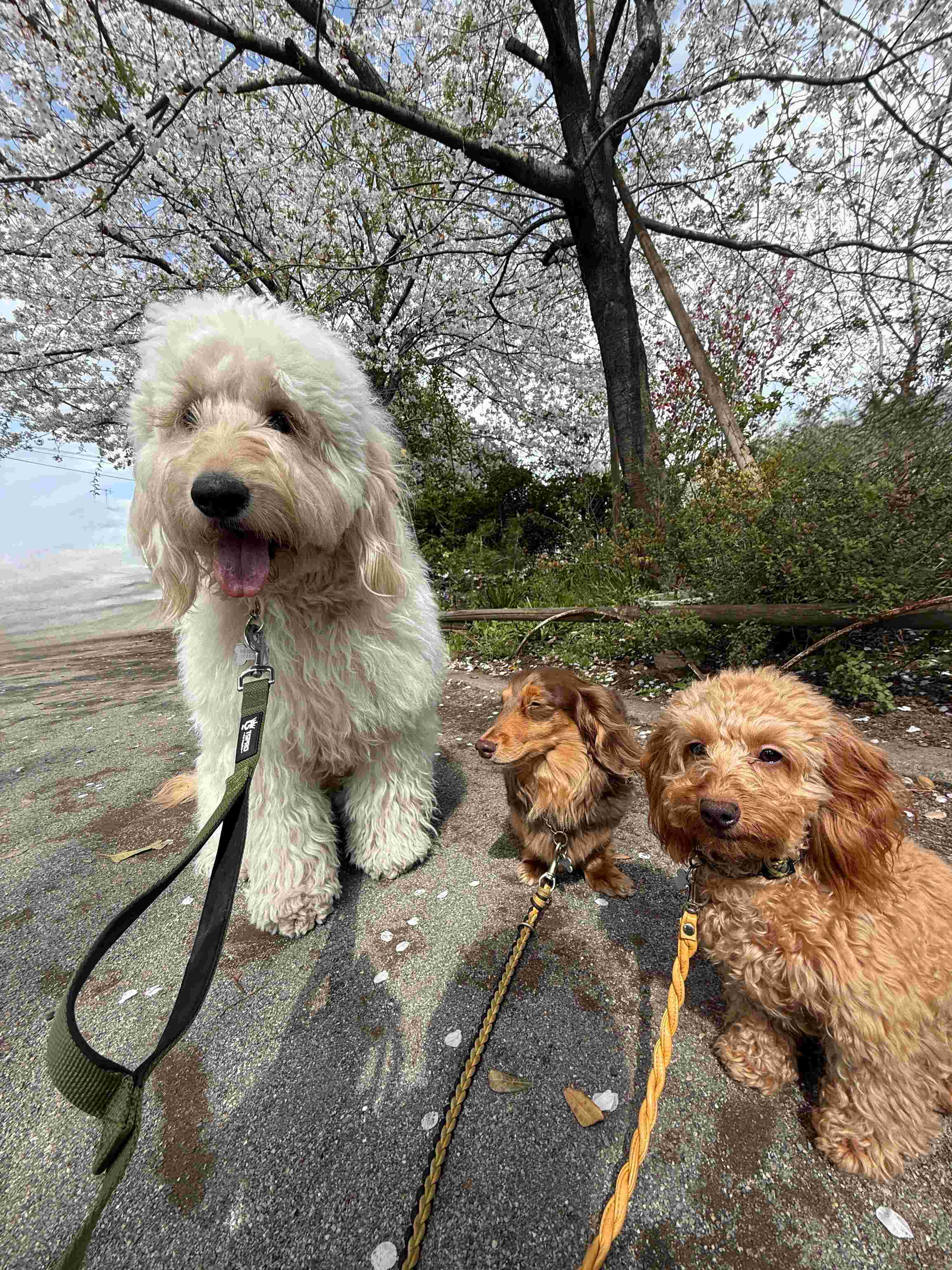 一緒にお散歩する3頭の犬