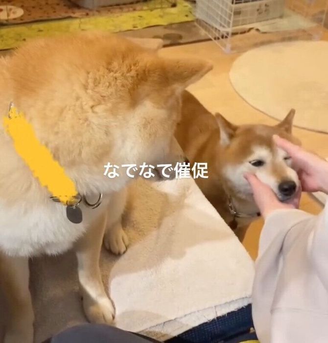 ナデナデしてもらういなりくんと、その様子を見つめるこむぎちゃん