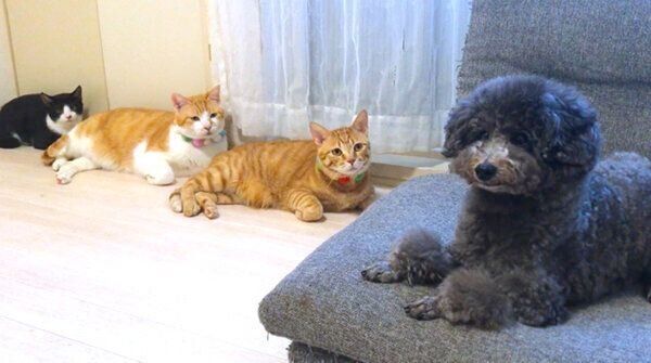 お友達のワンちゃん・ちゅらちゃんに熱い視線を送るうにくん、むぎくん、むーくん