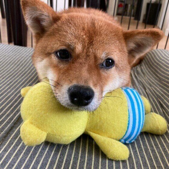 ぬいぐるみにあごをのせる柴犬