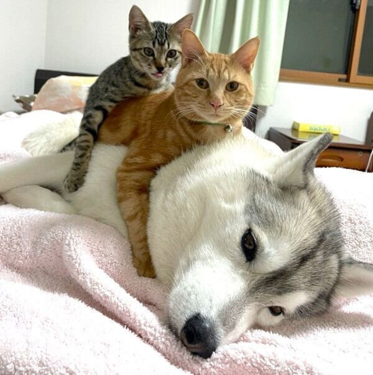 もふもふ鏡餅 ブレーメンの音楽隊 2匹の子猫たちがハスキーの上に乗る光景が破壊力抜群の可愛さ いぬのきもちweb Magazine もふもふ鏡餅 ブレーメンの音楽隊 2匹の子猫たちがハスキーの上に乗る光景が破壊力抜群の可愛さ いぬのきもちweb Magazine