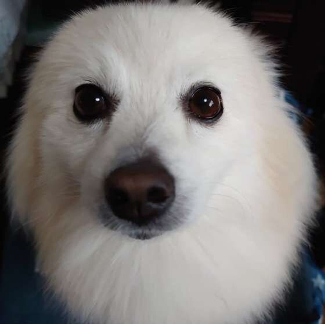 犬が 耳ペタ する4つの理由 飼い主さんのそばで落ち着くから 犬が耳をペタンと後ろに倒すワケを解説 いぬのきもちweb Magazine 犬が 耳ペタ する4つの理由 飼い主さんのそばで落ち着くから 犬が耳をペタンと後ろに倒すワケを解説 いぬのきもちweb Magazine