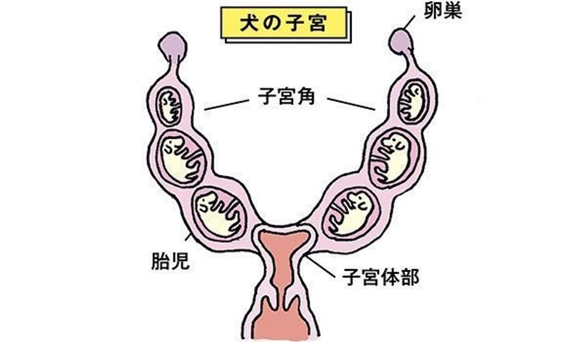 犬の体格 性格は 胎児のうちに決まっている って本当 いぬのきもちweb Magazine 犬の体格 性格は 胎児のうちに決まっている って本当 いぬのきもちweb Magazine