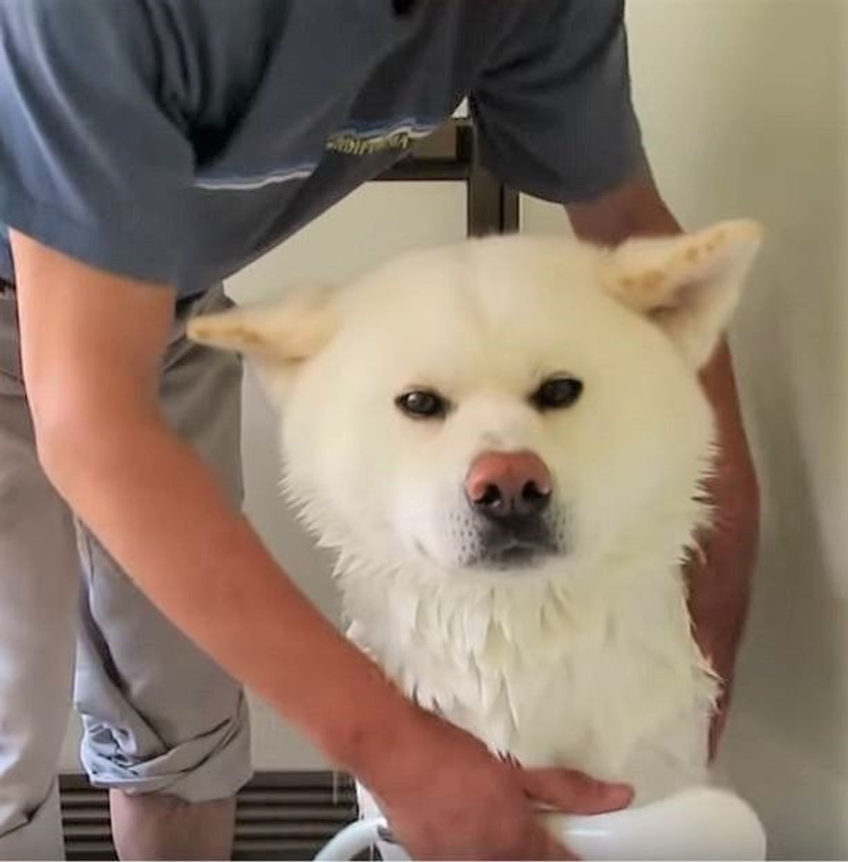 シャンプー大好き秋田犬 盛大なブルブル 水しぶきに緊急避難 いぬのきもちweb Magazine シャンプー大好き秋田犬 盛大なブルブル 水しぶきに緊急避難 いぬのきもちweb Magazine