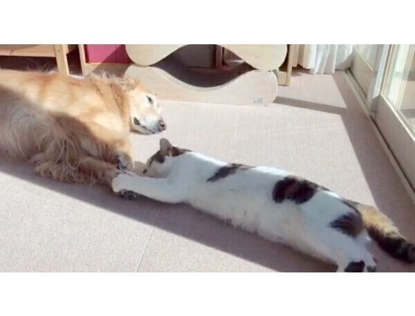 仲良く日向ぼっこする小麦ちゃん、豆ちゃん