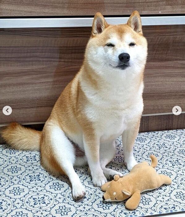 キッチンにいるママさんを遊びに誘う福来くん