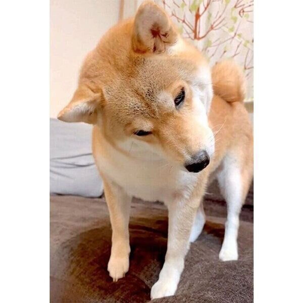 スマホから不思議な音が流れて ハテナの嵐 の柴犬 首をかしげる姿が可愛すぎる いぬのきもちweb Magazine スマホから不思議な音が流れて ハテナの嵐 の柴犬 首をかしげる姿が可愛すぎる いぬのきもちweb Magazine