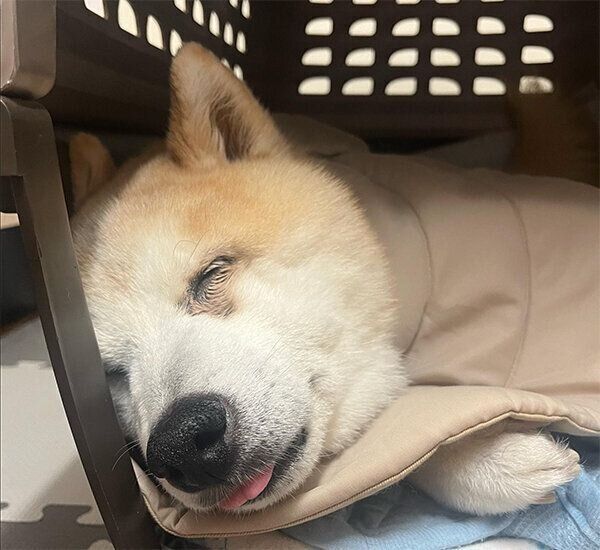 眠るくうちゃん
