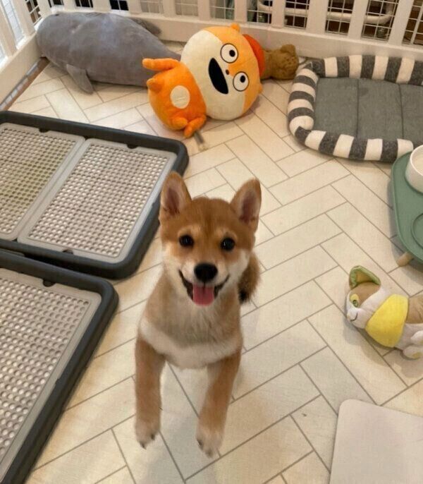 飼い主さんと10分ぶりの再会し、喜ぶもみじちゃん