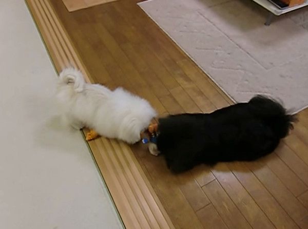 遊ぶペキニーズの子犬