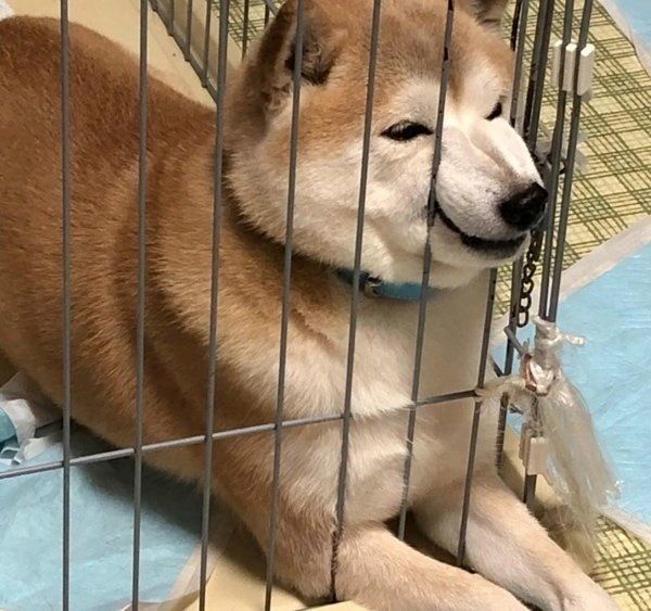 おやつをねだる柴犬