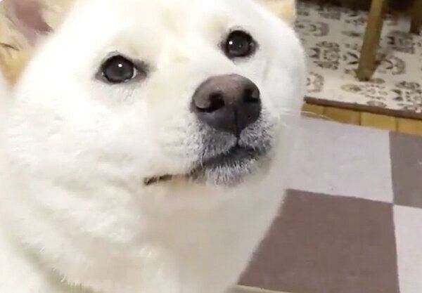 見つめるはるちゃん