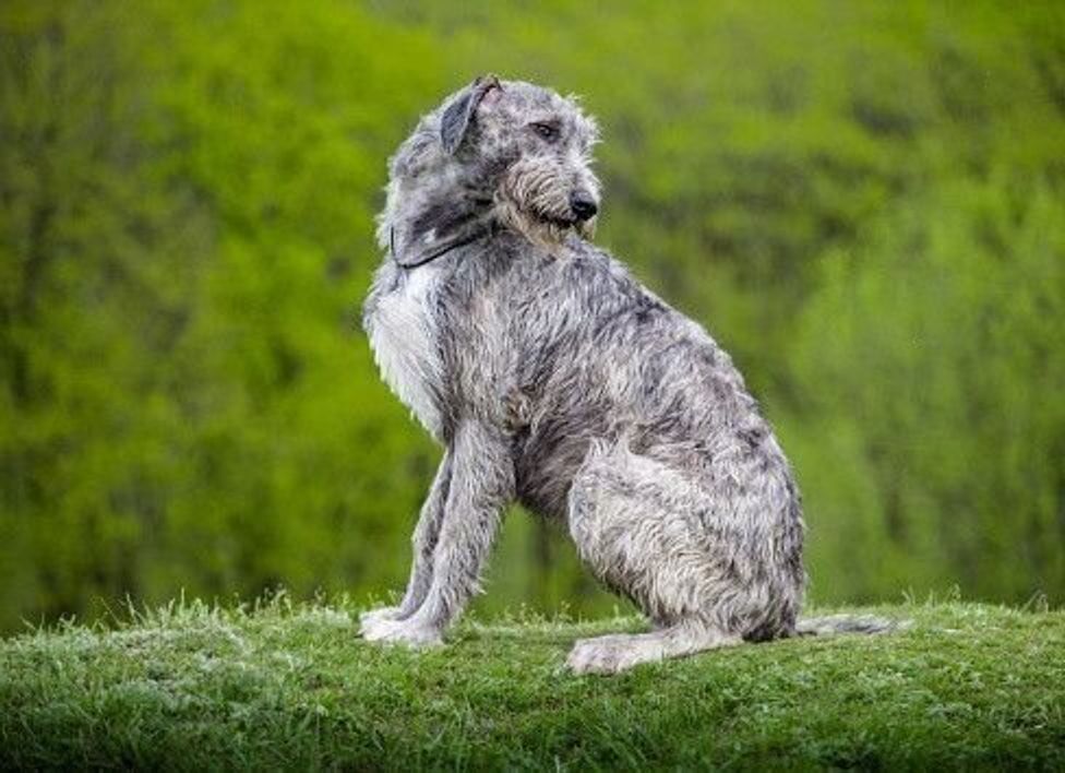 アイリッシュ ウルフハウンドの特徴 性格 最新価格と飼い方 いぬのきもち 犬図鑑 いぬのきもちweb Magazine アイリッシュ ウルフハウンドの特徴 性格 最新価格と飼い方 いぬのきもち 犬図鑑 いぬのきもちweb Magazine