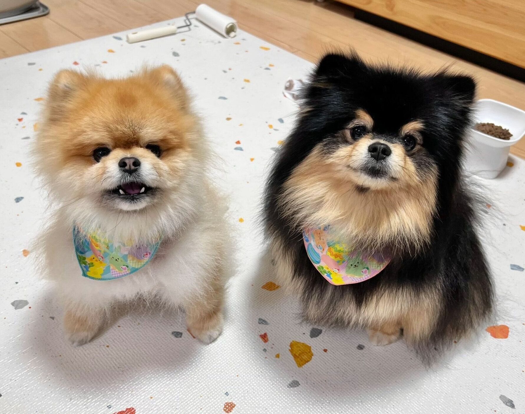 秋田くんと小町ちゃん
