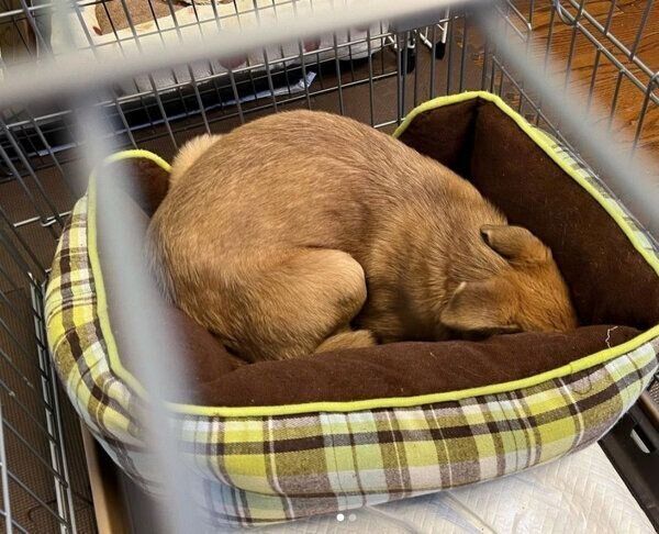 家族に迎えた日のさくらちゃん