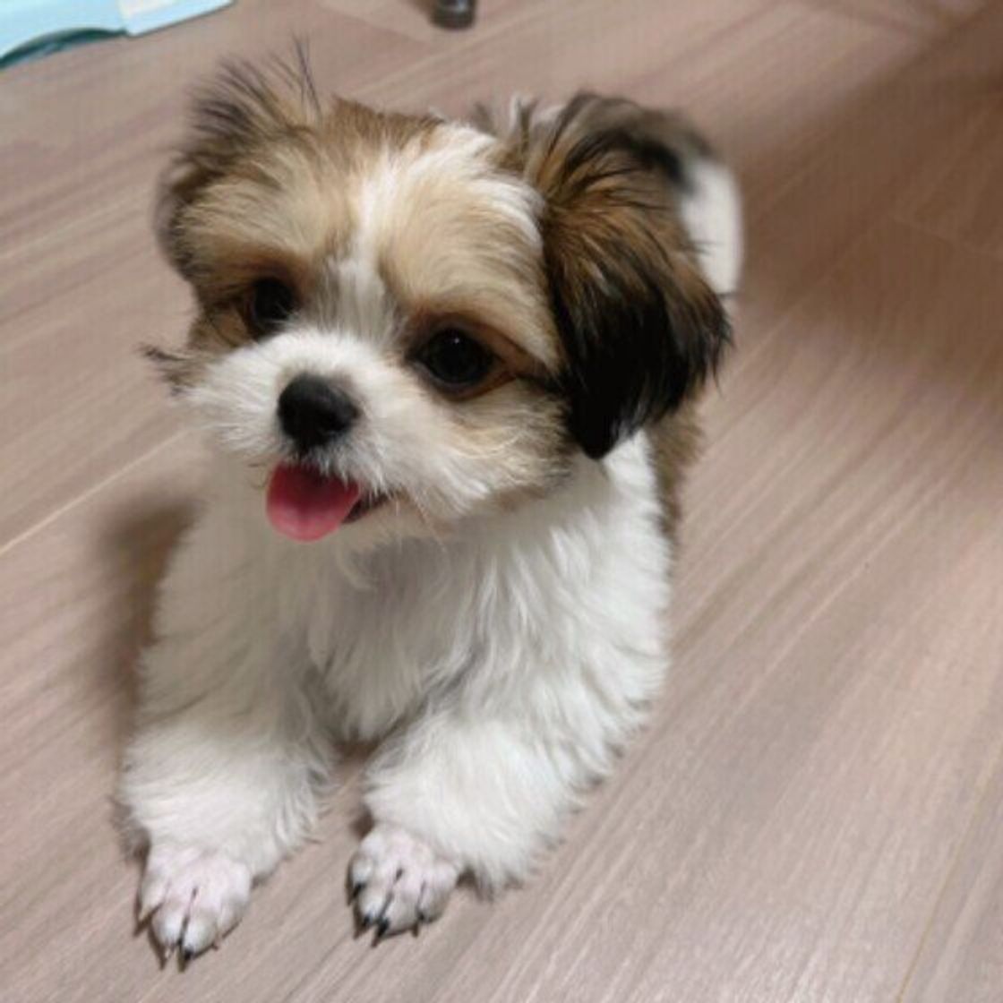 いま思い出しても嬉しい気持ちに 愛犬の 初めて記念日 の出来事に感動 いぬのきもちweb Magazine いま思い出しても嬉しい気持ちに 愛犬の 初めて記念日 の出来事に感動 いぬのきもちweb Magazine