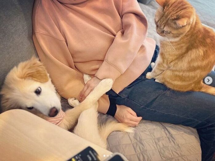 先住猫とノエルちゃん