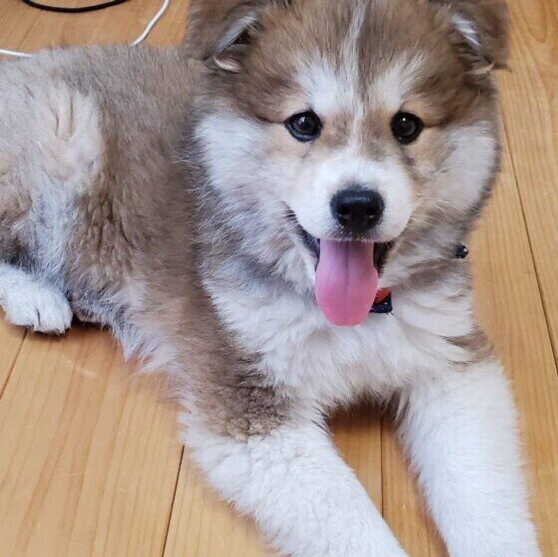 チューリップやユリも 犬にとって 危険な花 はこんなにあった いぬのきもちweb Magazine チューリップやユリも 犬にとって 危険な花 はこんなにあった いぬのきもちweb Magazine