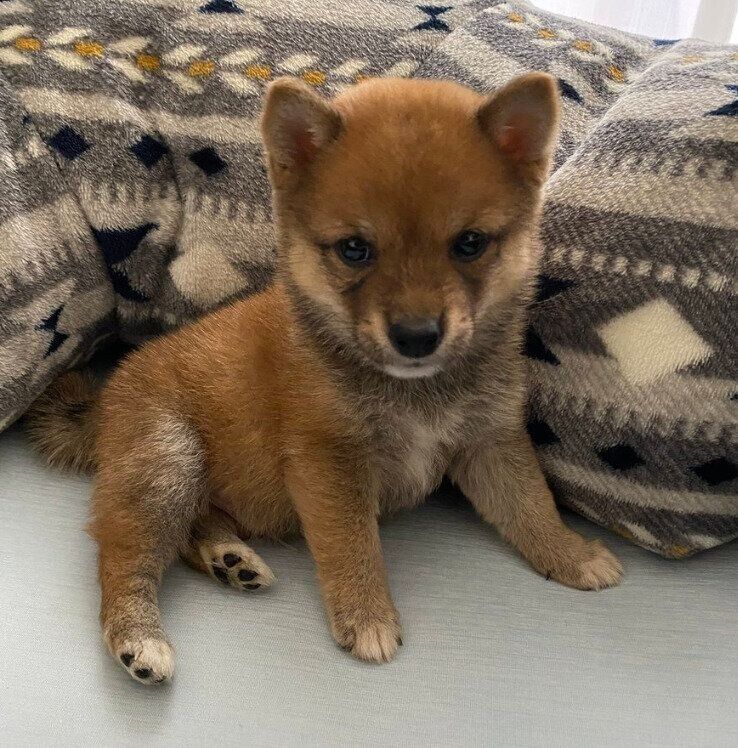 子犬時代のたわしくん