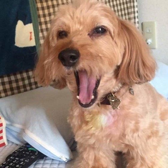 あくびするプードル